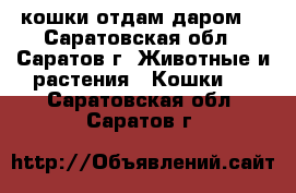 кошки отдам даром  - Саратовская обл., Саратов г. Животные и растения » Кошки   . Саратовская обл.,Саратов г.